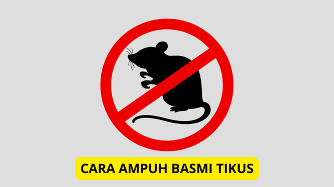 Cara ampuh basmi tikus