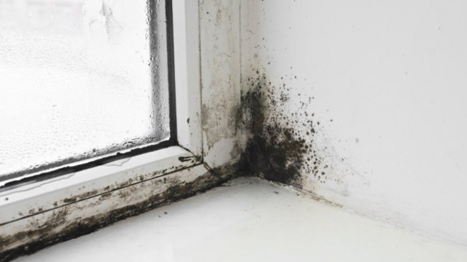 Black Mold di Rumah? Ini Dampak Buruknya dan Solusi yang Bisa Kamu Lakukan
