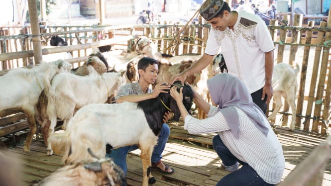 Harga Kambing Kurban 2025