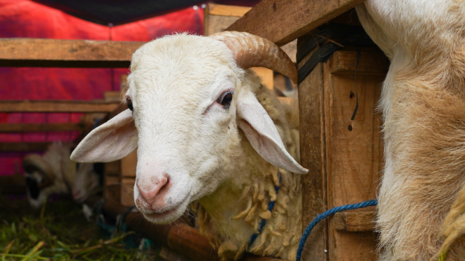 Harga Kambing Kurban 2025 di Jakarta