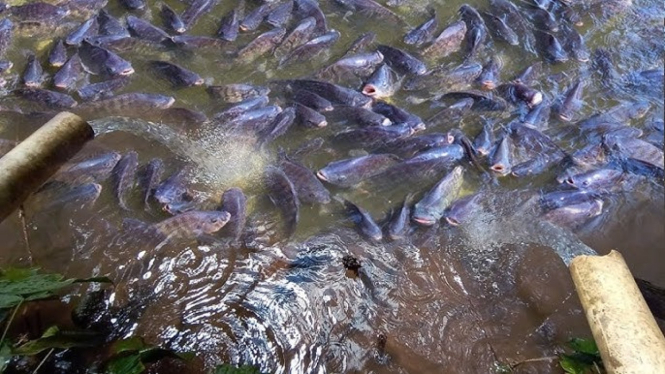 Budidaya Ikan Nila di Kolam Kecil