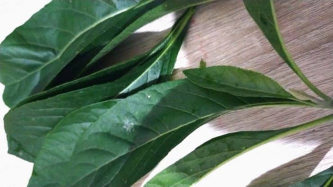 Obat Herbal Paling Ampuh untuk Menurunkan Kolesterol