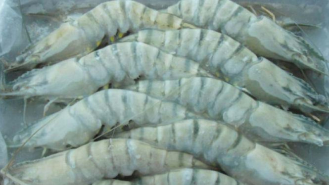 Asal Muasal Kontaminasi Cesium-137 di Cikande: Semua Dimulai dari Udang Beku!