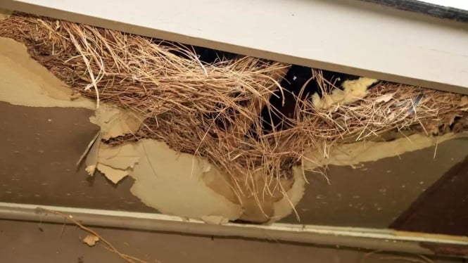 Sarang Tikus Sembunyi di Rumah Anda? Ini Cara Deteksi dan Basmi Sampai ke Akarnya!