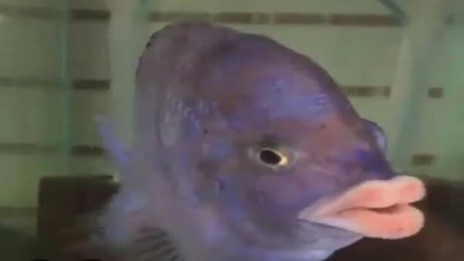 Keunikan Mdoka White Lips: Ikan Cichlid Bibir Putih dari Malawi