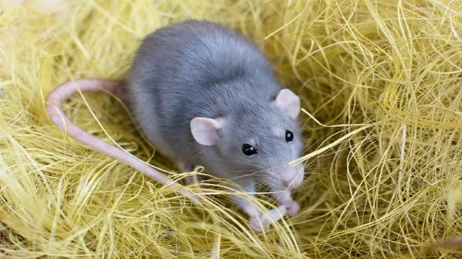 Cara Murah Mengusir Tikus di Rumah, Gudang, dan Kebun Pakai Dua Bahan Sederhana