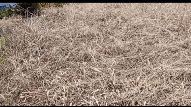 Racikan Pembasmi Rumput Liar Viral, Cuma Pakai Bahan di Rumah Tanpa Beli Cairan Khusus