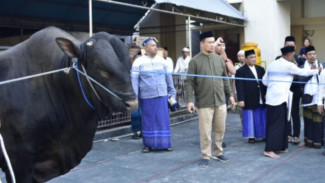 Sapi Kurban Bantuan Jokowi di Gorontalo Nyaris 1 Ton, Ini Jenisnya