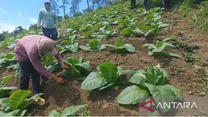 Petani porang di Madiun tanami lahan mereka dengan tembakau
