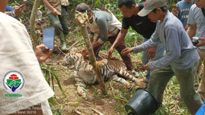 Harimau Sumatera mati terjerar