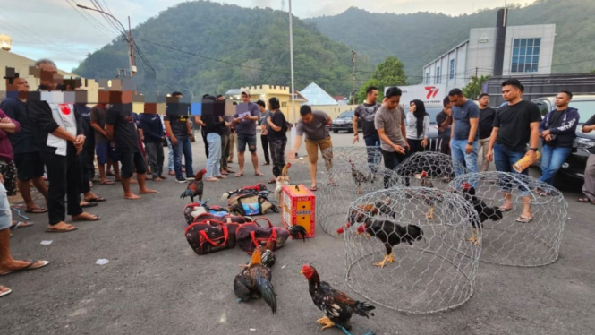 Barang bukti judi sabung ayam di Kota Gorontalo