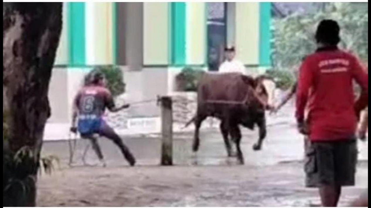 Foto Hewan Kurban Jenis Sapi Di Pacitan Ngamuk Lalu Masuk Masjid Mau