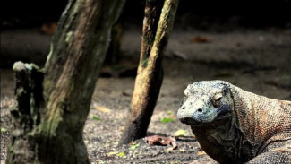 Taman Margasatwa Ragunan Akan Datangkan Sepasang Komodo Jadi Koleksi Satwa Baru