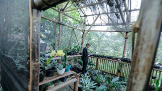 Guru SMKN 4 Padalarang Berhasil Kembangkan 3 Anggrek Hibrida Baru