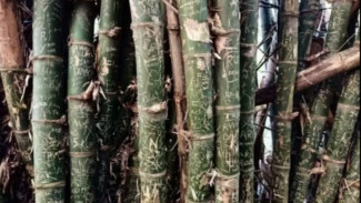 Pohon Bambu Pengikat Asmara, Cek Lokasinya
