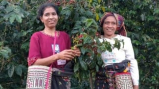 Mengenal Colol Manggarai Timur Sebagai Pusat Destinasi Kopi Dunia