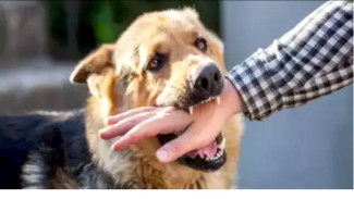 Heboh Bocah Tewas Usai Digigit Anjing Rabies, Kenali Jenis-jenis Hewan Penular Rabies