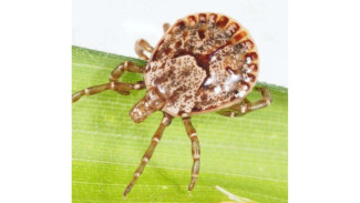 Mengenal Virus OZ yang Menelan Korban Pertama di Jepang