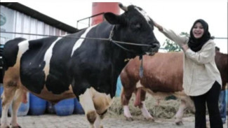 Potong Sapi di Idul Adha, Atta: Allahuakbar Monster2 Sapi Tertampan! Besok Kamu Semua ke Surga