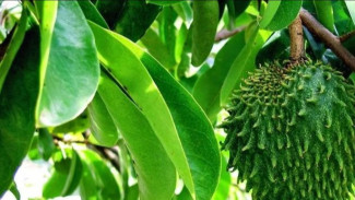 5 Manfaat Daun Sirsak untuk Kesehatan, Bisa Menghambat Pertumbuhan Kanker