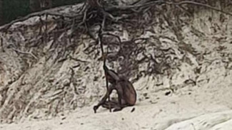 Pendaki Jerman Temukan Sosok Manusia Serigala Telanjang Misterius