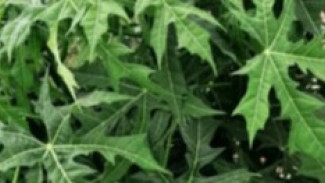 Meski Rasanya Pahit, Daun Pepaya Memiliki 5 Manfaat Kesehatan yang Luar Biasa
