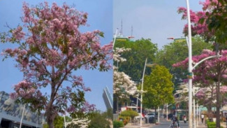 Jalan Kemang Jaksel Seperti Jepang, Bunga Tabebuya Banyak Berkembang