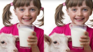 Intip Kelebihan Susu Kambing, Komposisi Nutrisi Mirip Susu Manusia