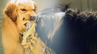 Buntut Serangan Anjing, 22 Warga Padang Positif Rabies