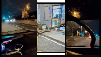 Geger, Sepasang Kekasih di Malaysia Dikejutkan Ular Piton 'Imut' di Kaca Spion Mobil