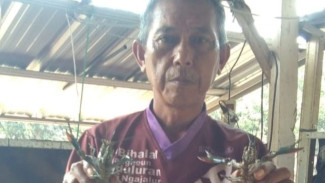 Produksi Udang Dan Lobster Minim, DKP Upayakan Pengembangan