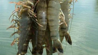 Subang Juara Udang, Produksi Pertahun Capai 11 Ribu Ton