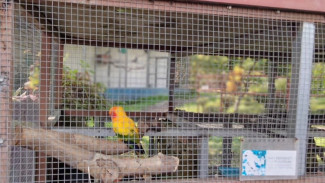 Photo Mini 4