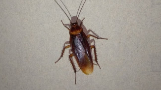 Photo Mini 2