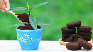 Manfaat Ampas Kopi Untuk Tanaman, Jadi Sumber Kompos Suburkan Pekarangan Rumah