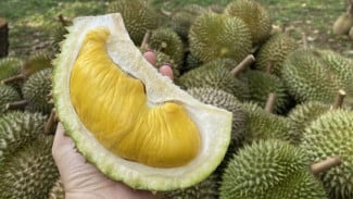Sarapan Durian, Bukan Ide Semua Orang! Kenali Dampak dan Manfaatnya