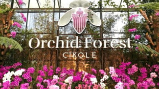 Wisata Terbaik Bandung : Orchid Forest Cikole yang Bikin Takjub Pengunjungnya
