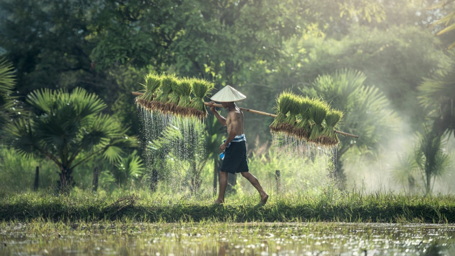 Ilustrasi petani