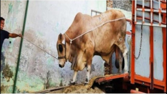 Sapi Limousin bernama Bawor dengan berat 1,3 ton di Kota Medan
