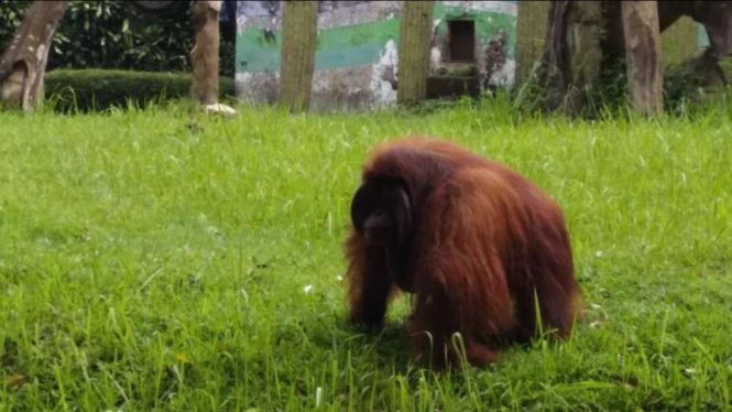 Orangutan di kebun binatang Bandung, Jawa Barat.