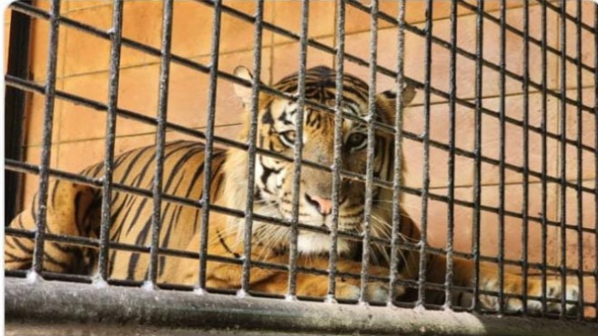 Pusat Penangkaran Harimau Sumatera di Taman Safari Bogor