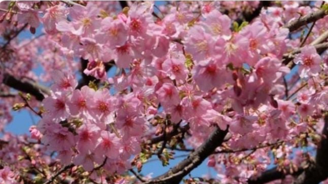 Ilustrasi Destinasi Wisata, Bunga Sakura (Tokyo Jepang)