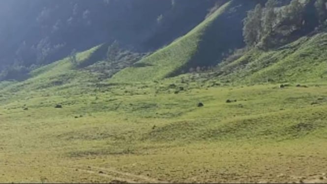 Destinasi Wisata, Gunung Bromo (Probolinggo) mulai hijau kembali