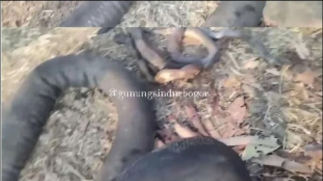Peristiwa Viral, Temuan Puluhan Ular Kobra Hangus Terbakar (Bogor)