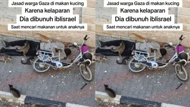 Jenazah Warga Gaza Dimakan Kucing