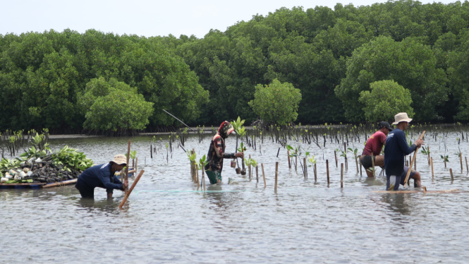 4 Ribu Mangrove Ditanam di Pesisir Pantai Utara Jawa