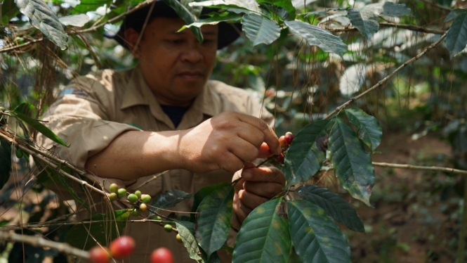 Aktivitas Perkebunan Kopi di Kaki Gunung Malabar