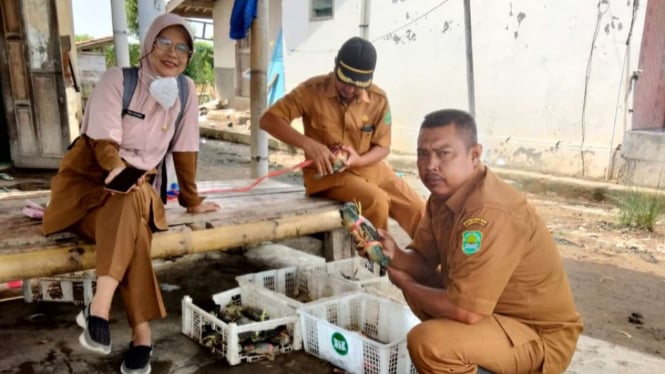 Kabid Air Payau DKP Subang, perlihatkan kepiting bakau