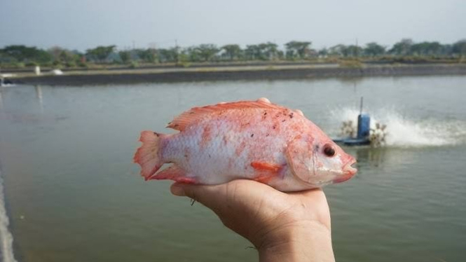 Ikan Nila Salin