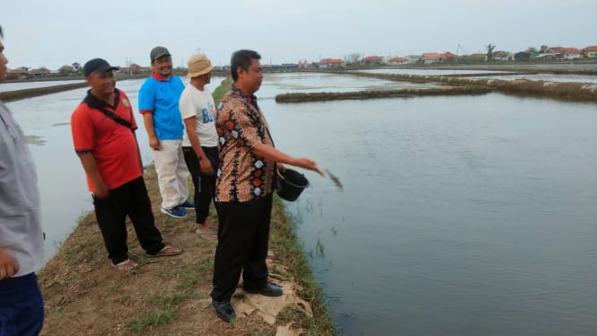 Kabid Air Payau DKP Subang Tinjau Kolam Pembudi Daya